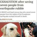 image for This dog who saved seven people during an earthquake