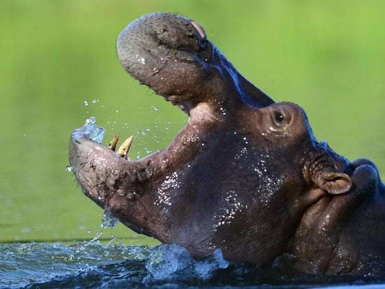 image for Pablo Escobar's hippos have become an invasive species in Colombia