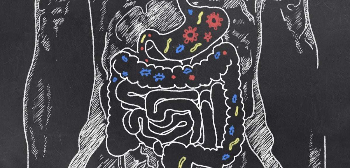 image for Gut bacteria linked to personality