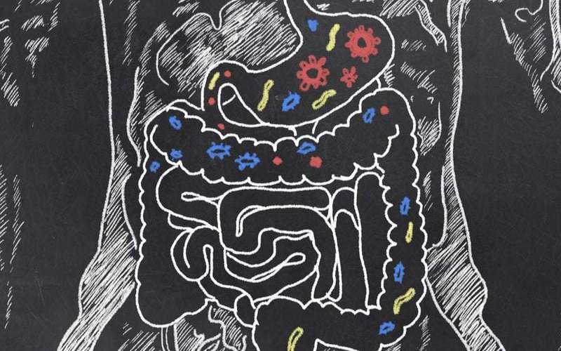image for Gut bacteria linked to personality