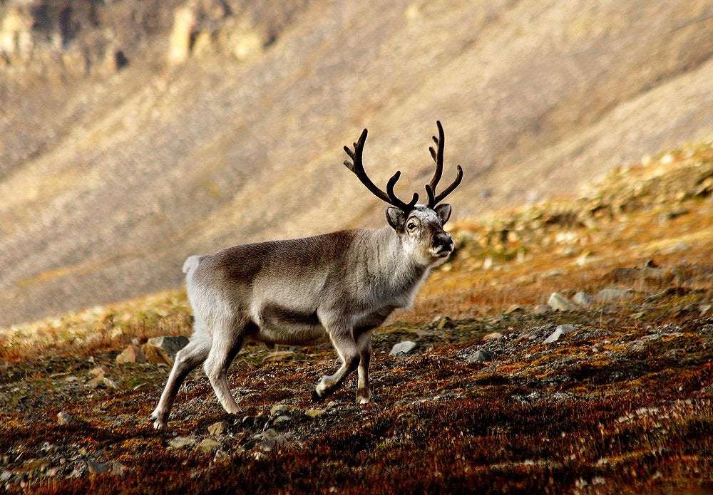 image for Svalbard reindeer rebounding better than hoped after nearly going extinct