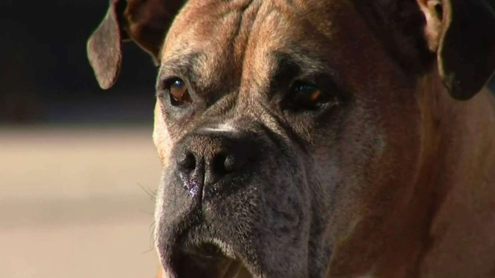 image for New Eastpointe ordinance sets rules for when dogs can be left outside