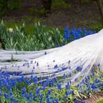 image for 🔥 White peacock + muscari flowers. So fucking fairytale!