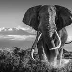 image for Today, is the Fall of the Great Titan. At age 50, Tim, one of Africa's last great tuskers, has come to his end -- and with him, the legacy of one of Earth's greatest creatures to ever roam. Rest in Peace, to a Giant.