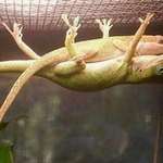 image for Male lizard holding up his gf so she can take a nap