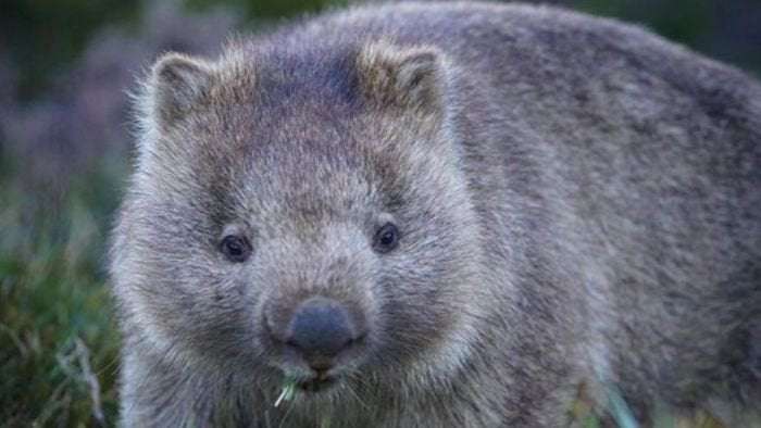 image for Wombat water hole proving popular in drought-ravaged Hunter Valley