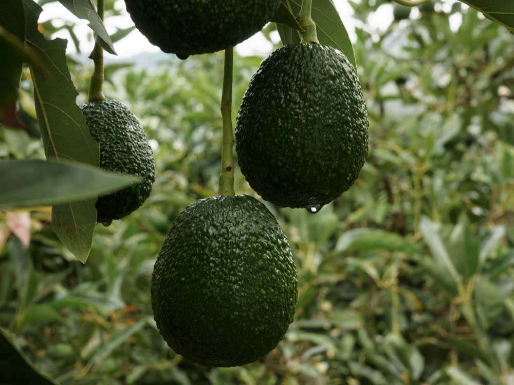 image for Avocado crime soars as Mexican gangs turn focus from opium to ‘green gold’