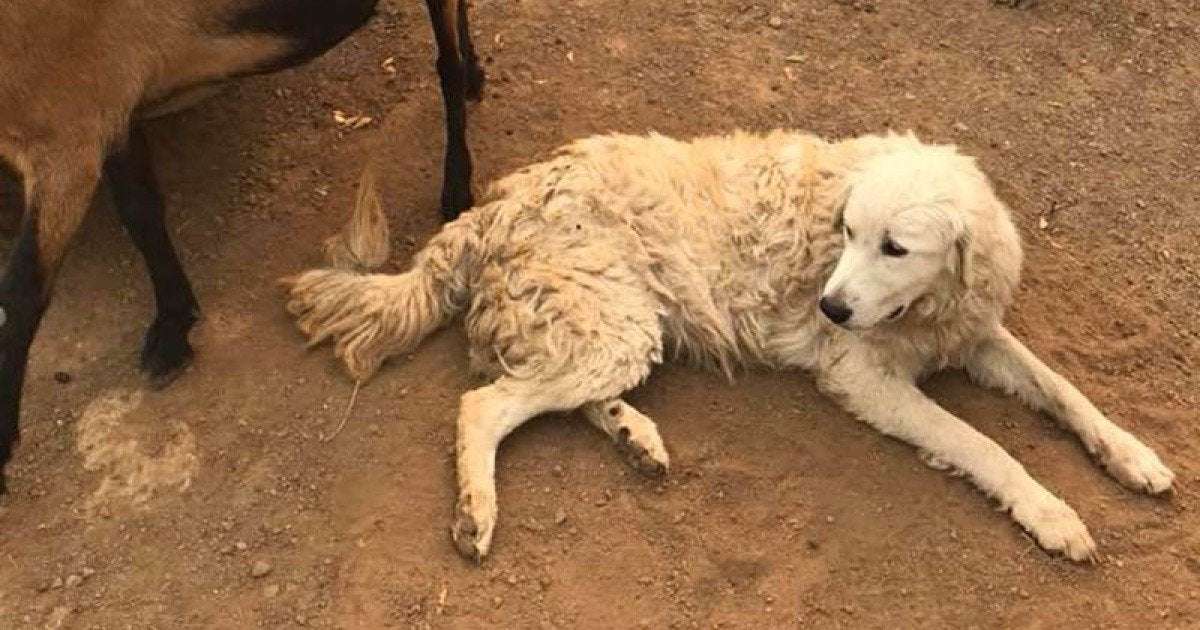 image for ‘Fearless’ goat-herding dog Odin refuses to leave flock amid California wildfires