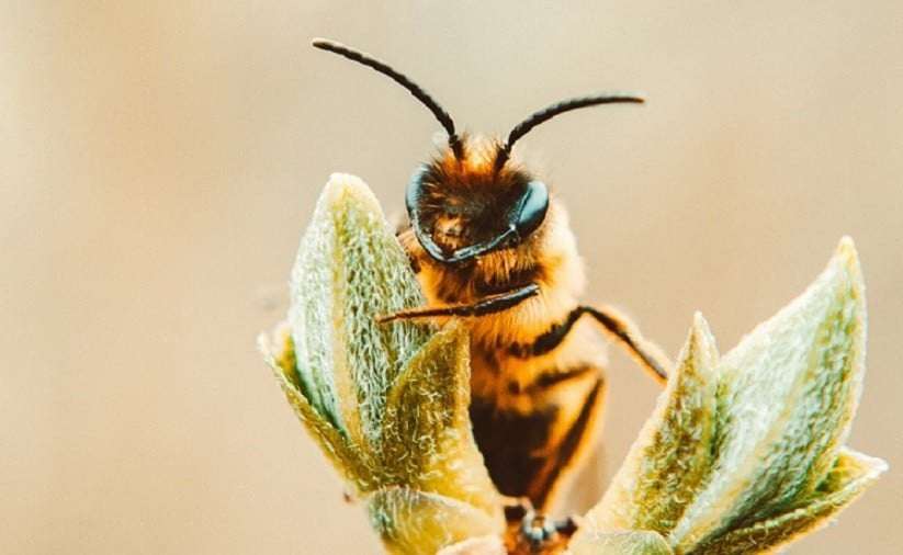 image for Bees Love Cannabis And It Could Help Restore Bee Populations