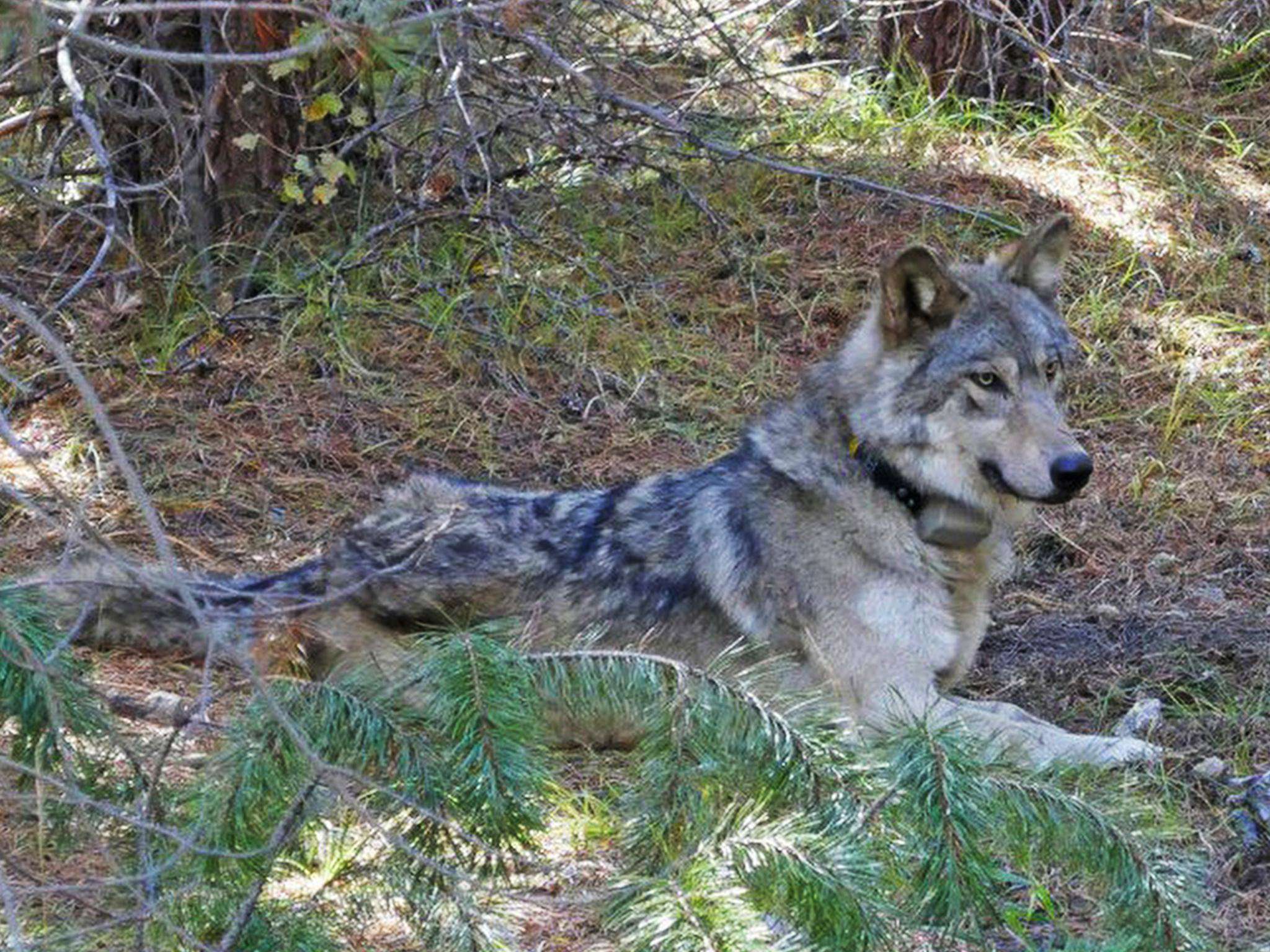 image for Endangered wolf walks nearly 9000 miles to find mate but dies alone