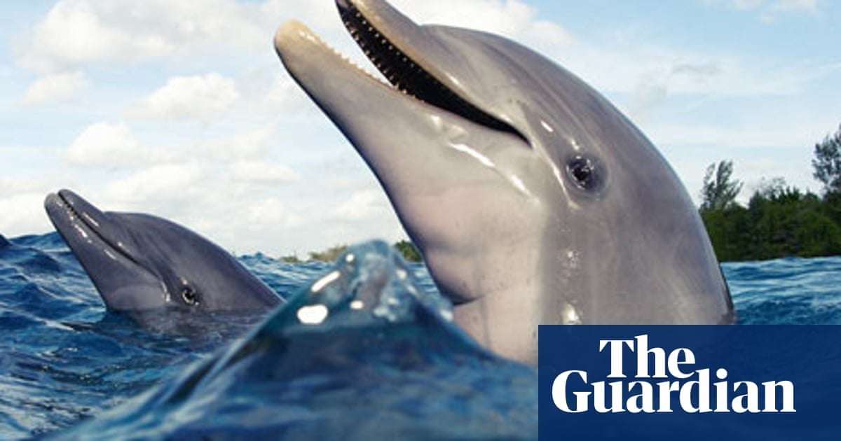 image for Why dolphins are deep thinkers