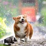 image for PsBattle: this happy corgy walking on a train track