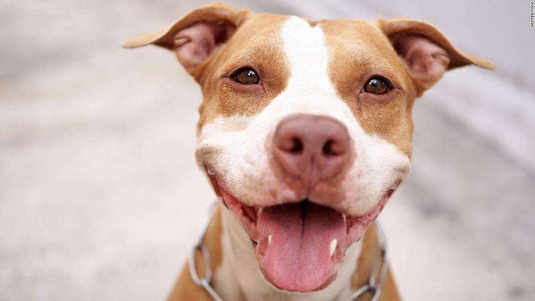 image for The Denver City Council just voted to end the city's 30-year ban on pit bulls