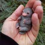 image for PsBattle: baby platypus