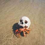image for Hermit Crab Using a Human Skull as a Shell