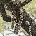 image for 🔥 Leopard chilling in a tree 🐆