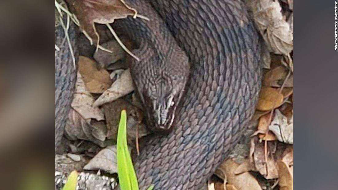 image for Florida city shuts down part of a park due to annual snake orgy