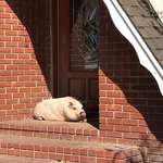 image for Our neighbors pet pig stays on their porch all day