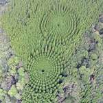 image for Japanese Experiment That Took Half A Century Ended In Amazing Tree “Crop Circles”