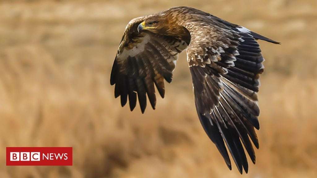 image for Migrating Russian eagles run up huge data roaming charges