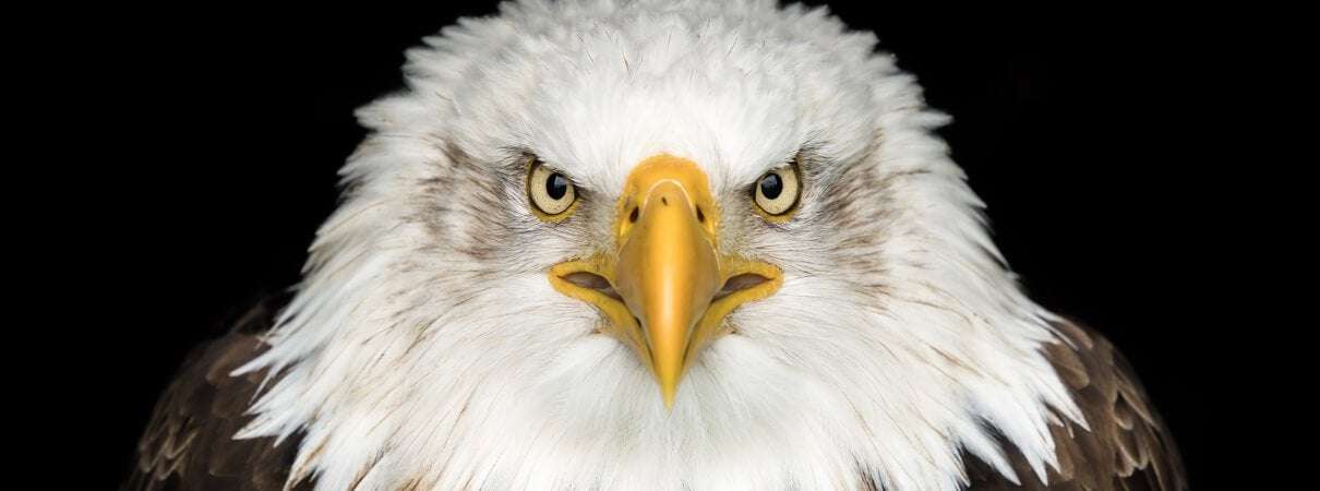 image for Bald Eagles Are the Endangered Species Act's Greatest Success Story