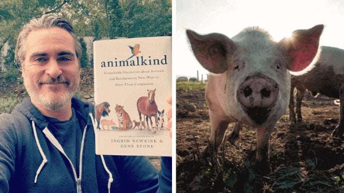 image for Joaquin Phoenix Is Producing a New Documentary About Pig Sentience