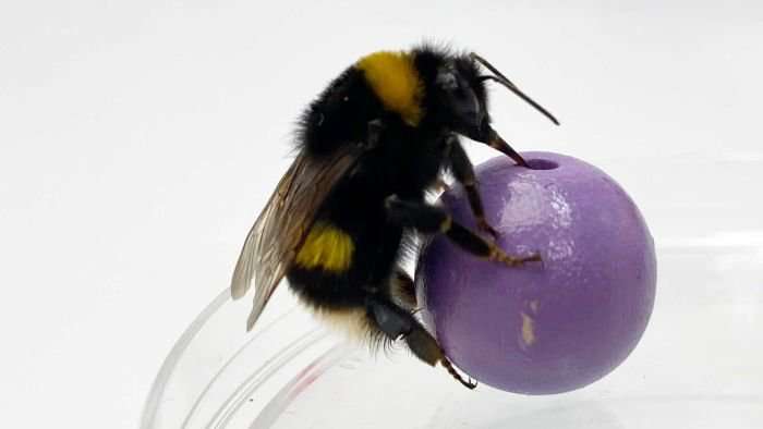 image for Bumblebees can create mental imagery, a 'building block of consciousness', study suggests