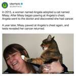 image for SaDIstIc CaT gIVeS WoMAn CAnCer... TWicE