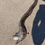 image for Almost tripped over this large eel that choked on a fish, died and then washed ashore in Mexico.