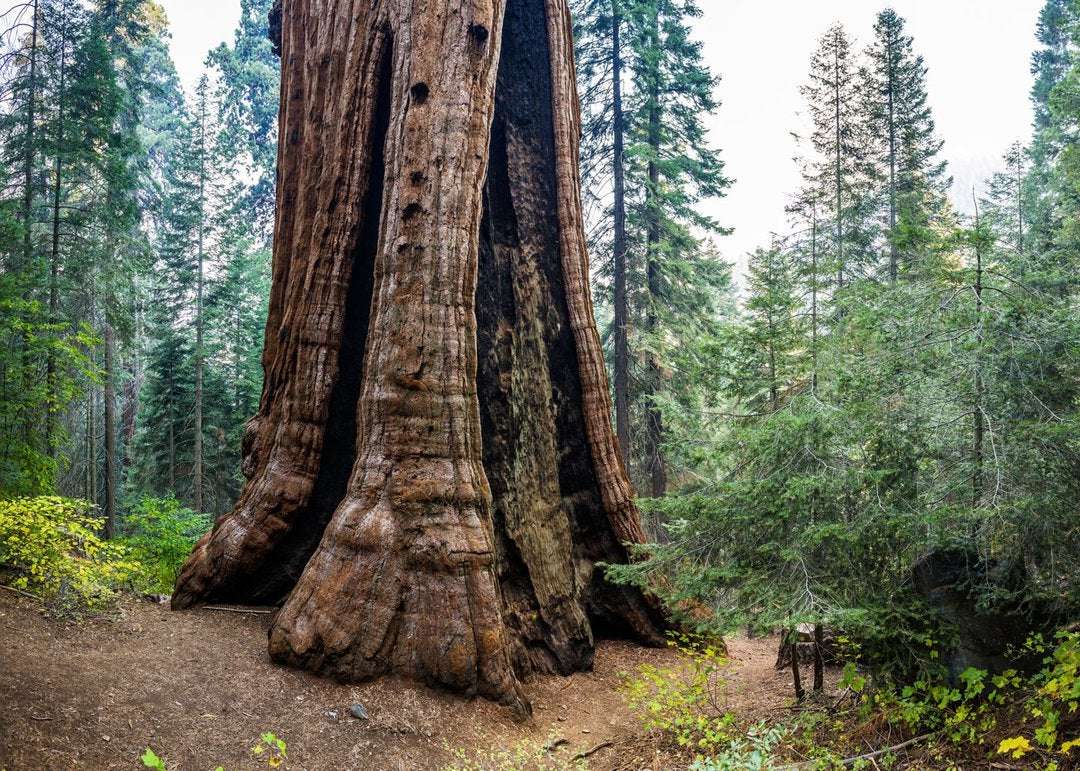 image for The world's largest privately owned giant sequoia forest is now protected