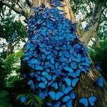image for 🔥 Blue Morpho butterflies in the Amazon rainforest