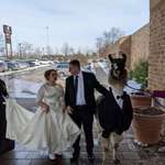 image for 5 years ago I promised my sister I would bring a llama to her wedding