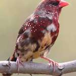 image for beautiful Strawberry Finch