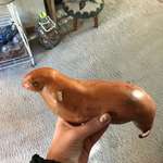 image for My sweet potato looks like a sea lion