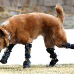 image for Dog found frozen to ground gets new legs