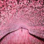 image for Cherry Blossom Tunnel in Japan
