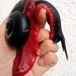 image for This red and black snail