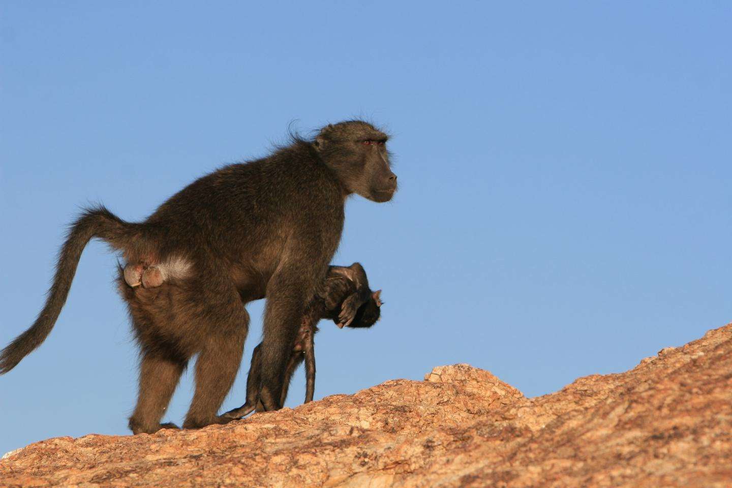 image for Baboon mothers carry their dead infant up to 10 days