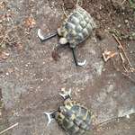 image for My dad keeps turtles. I started the training. Soon i'll have my own personal bodyguards!