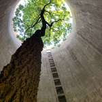 image for Found this beautiful tree growing inside an abandoned silo while I was exploring.