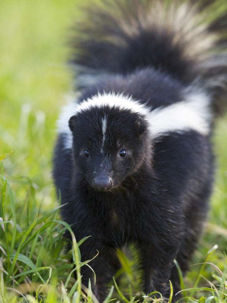 image for That Skunk Doesn’t WANT to Spray You (or Your Dog)