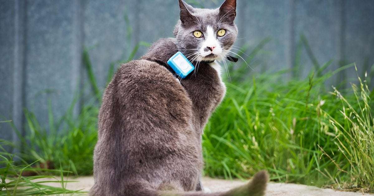 image for Should you let your cat go outside? GPS study reveals the deadly consequences