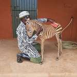 image for Zebra foals imprint on their mum’s striped pattern. Sheldrick Wildlife Trust keepers wear a special coat to care for an orphaned foal.