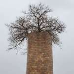 image for This tree grew inside an old silo and finally made it to the top!