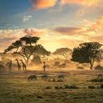 image for 🔥 Zimbabwean wildife