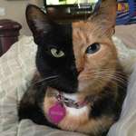 image for Venus the two faced cat.