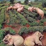 image for While humans carry out social distancing, a group of 14 elephants broke into a village in Yunan province, looking for corn and other food. They ended up drinking 30kg of corn wine and got so drunk that they fell asleep in a nearby tea garden.