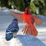 image for 🔥 A Blue Jay and a Cardinal have a little confrontation. Both birds can be found in North America.