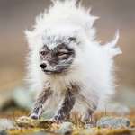 image for 🔥 An Arctic Fox in the process of changing from its winter coat to its summer one 🔥