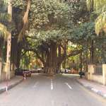 image for This huge tree in cairo , egypt